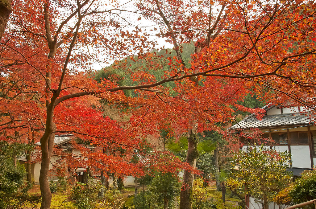 TLA Wishlist: Japan Autumn 2025